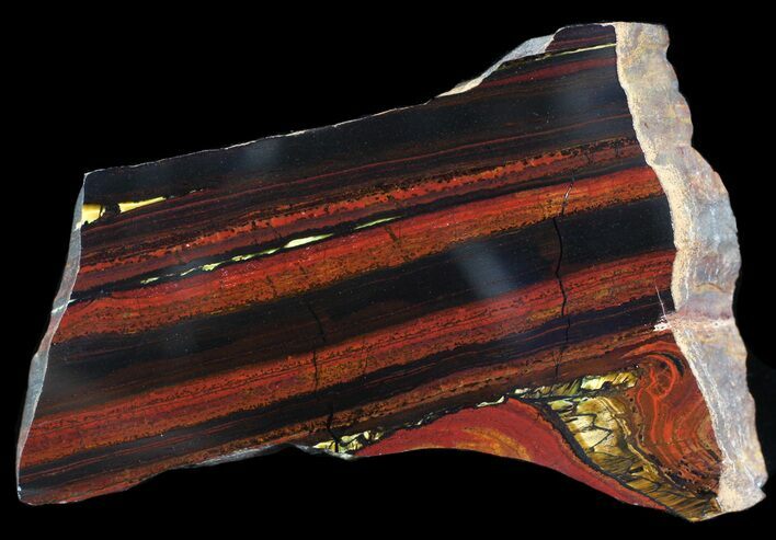 Polished Tiger Iron Stromatolite - ( Billion Years) #65539